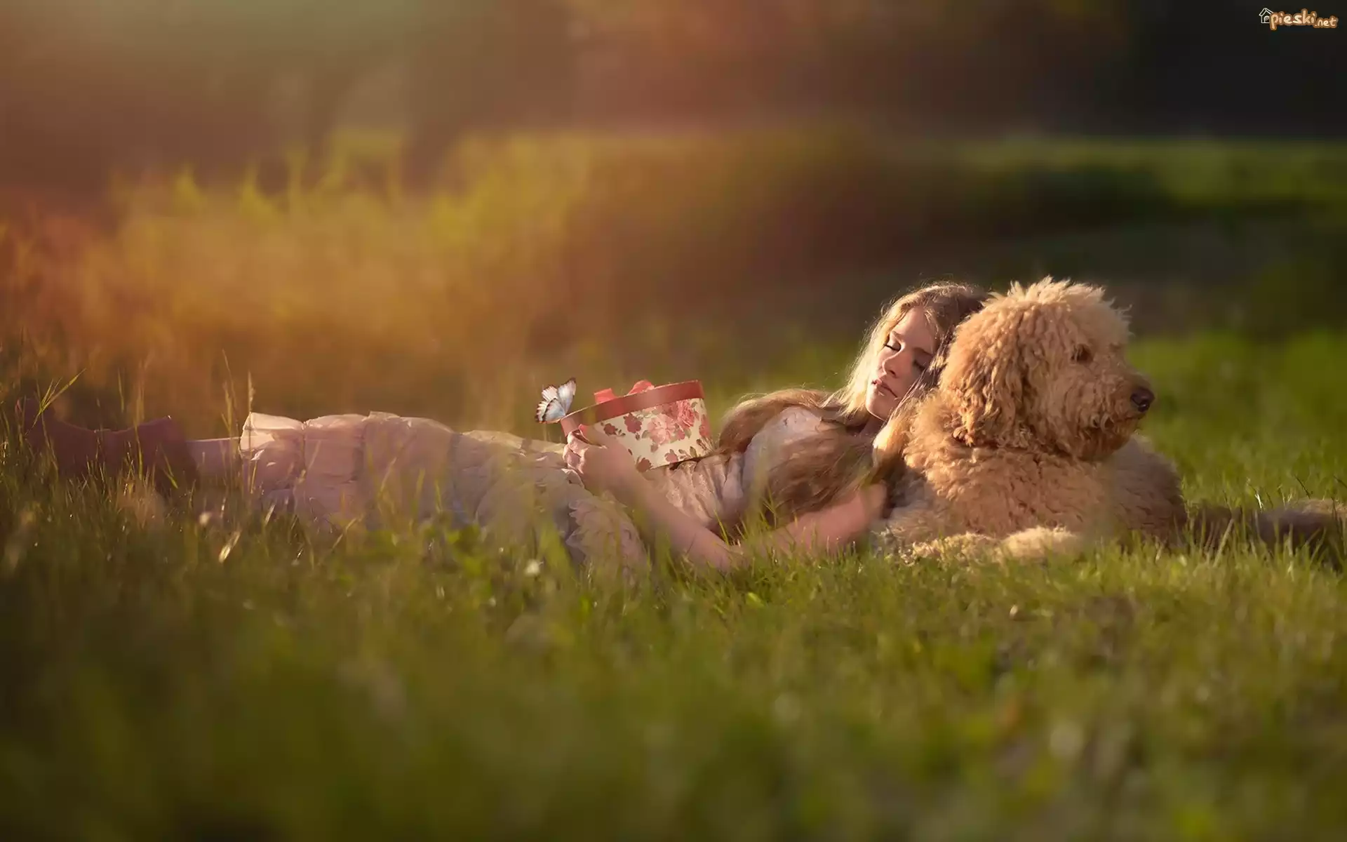 Kobieta, Pies, Labradoodle, Łąka, Trawa, Prezent, Trawa