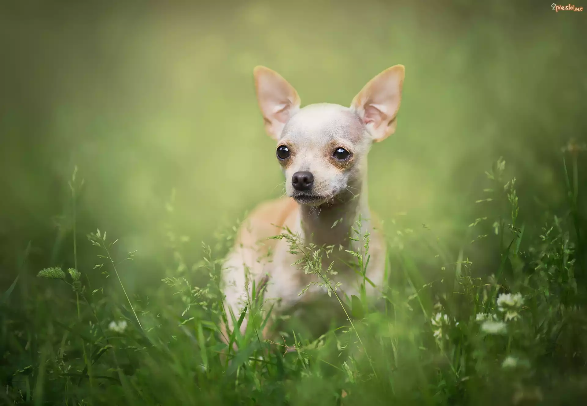 Pies, Chihuahua krótkowłosa, Trawa