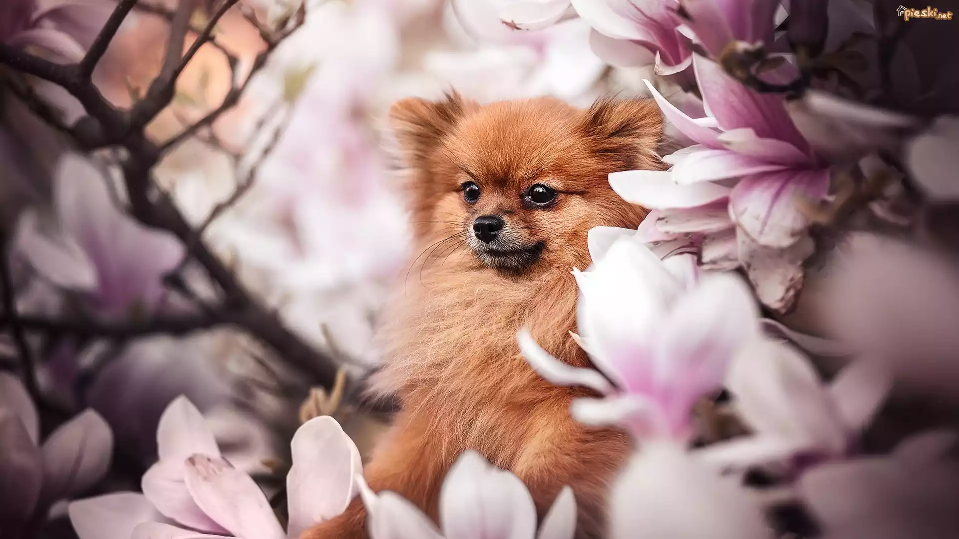 Pies, Szpic miniaturowy, Kwiaty, Magnolie