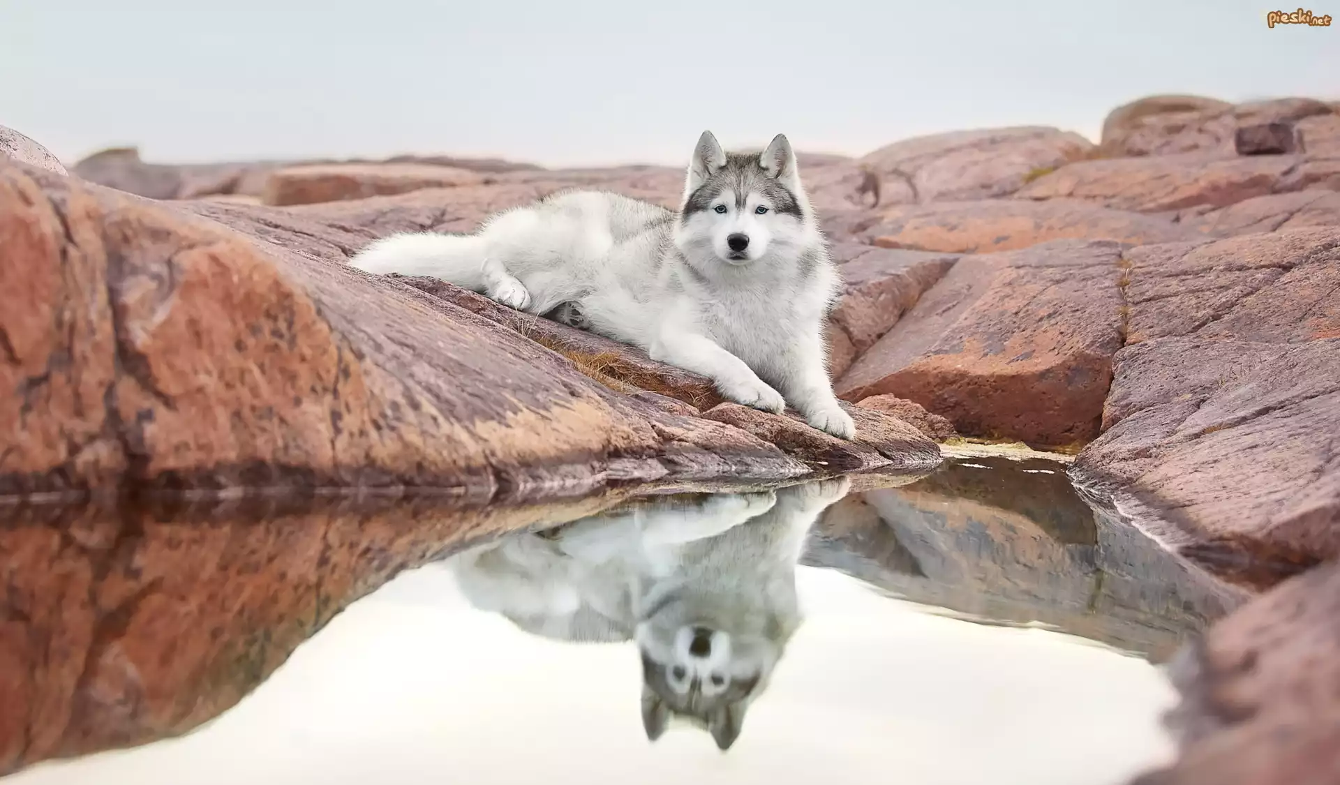 Leżący, Pies, Siberian husky, Skała, Woda, Odbicie