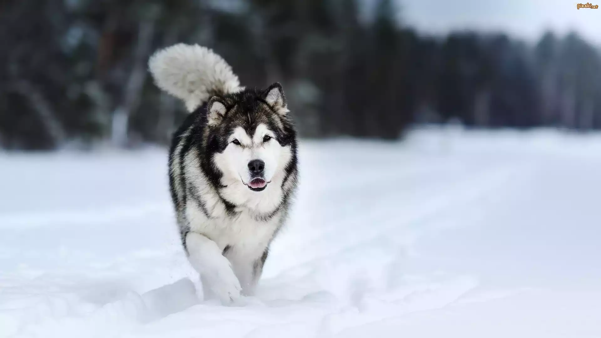 Pies, Alaskan malamute, Śnieg