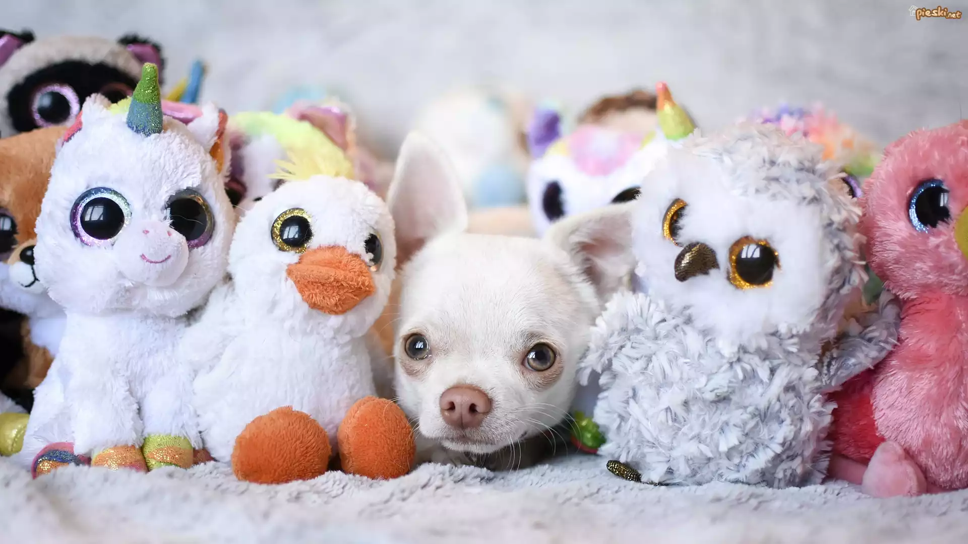 Pies, Chihuahua, Maskotki, Pluszaki