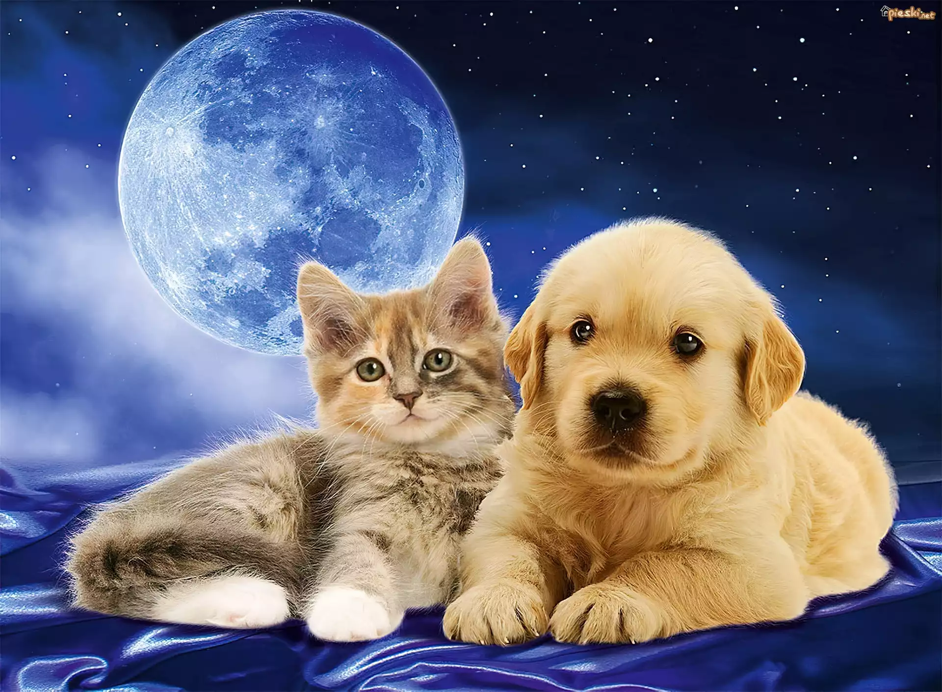 Pies, Szczeniak, Golden retriever, Kot, Niebo, Gwiazdy