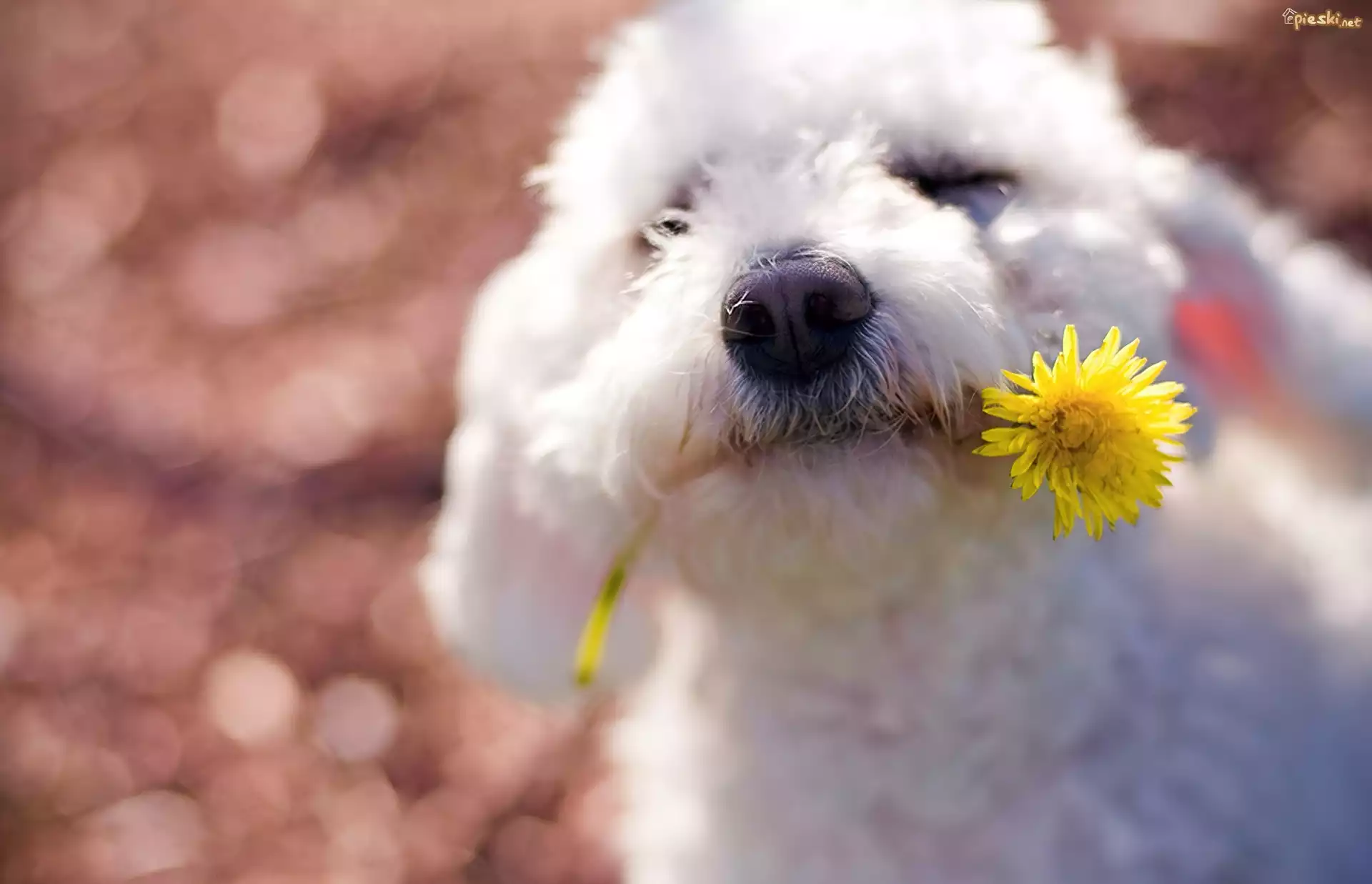 Pies, Maltańczyk, Żółty, Kwiat