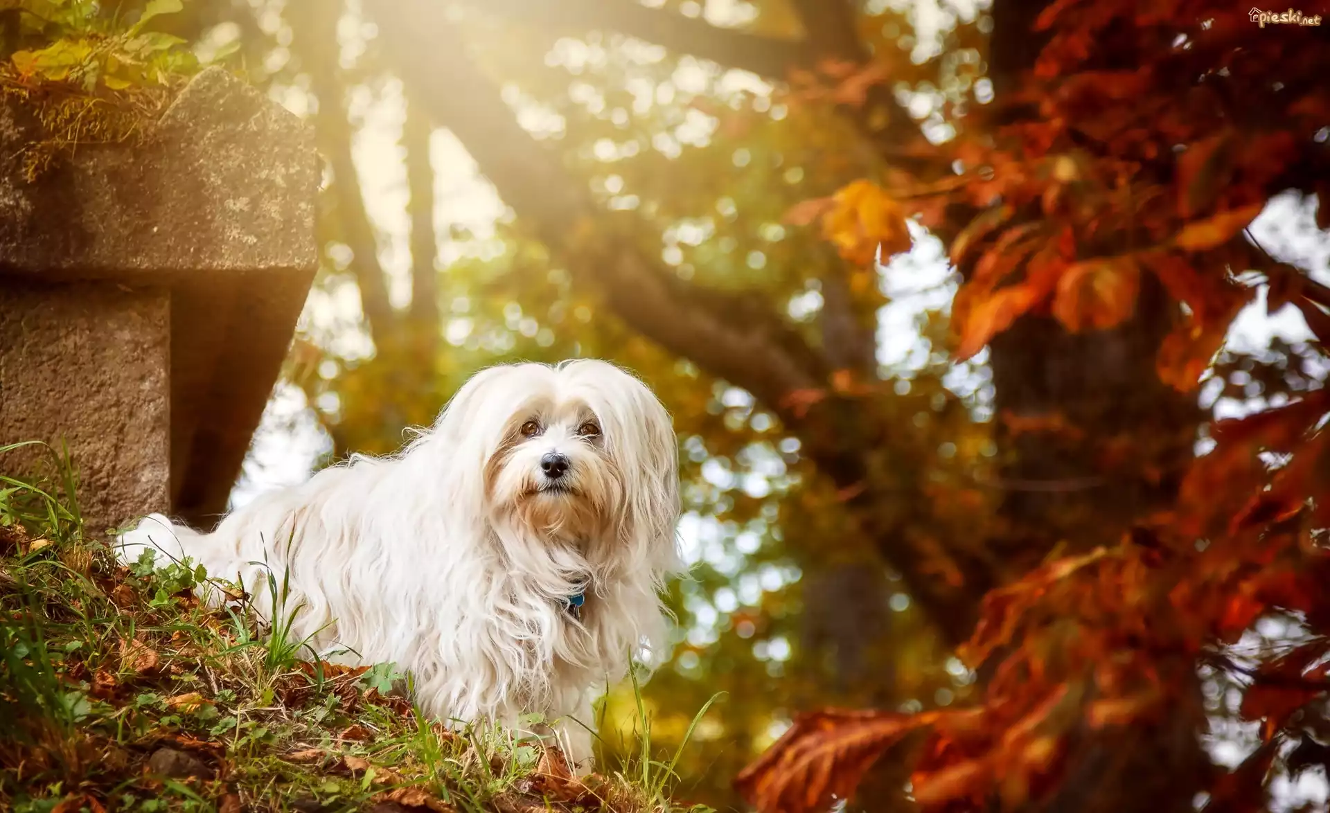 Pies, Maltańczyk, Drzewa, Liście, Park, Jesień