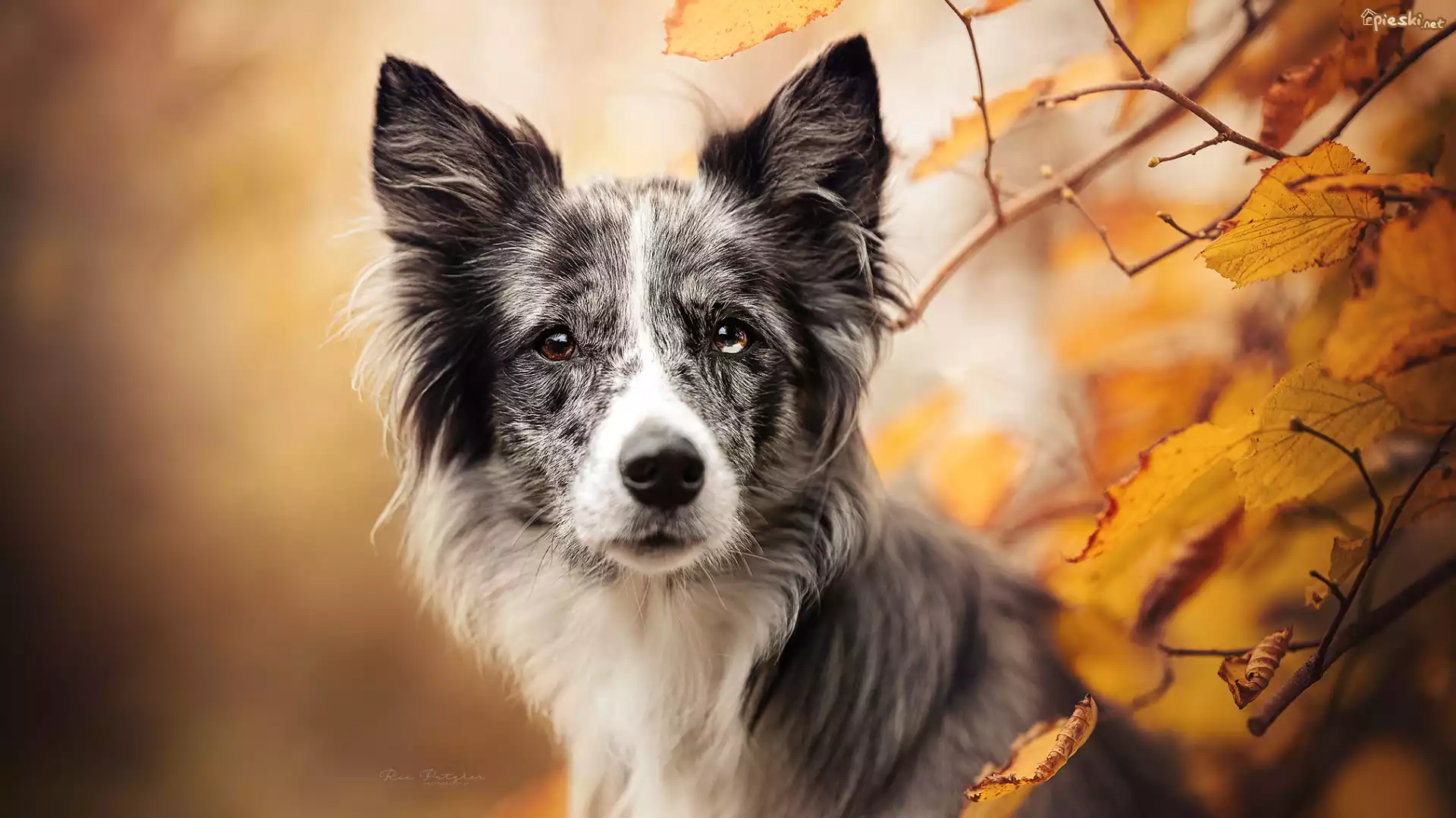 Pies, Border collie, Gałązki, Pożółkłe. Liście