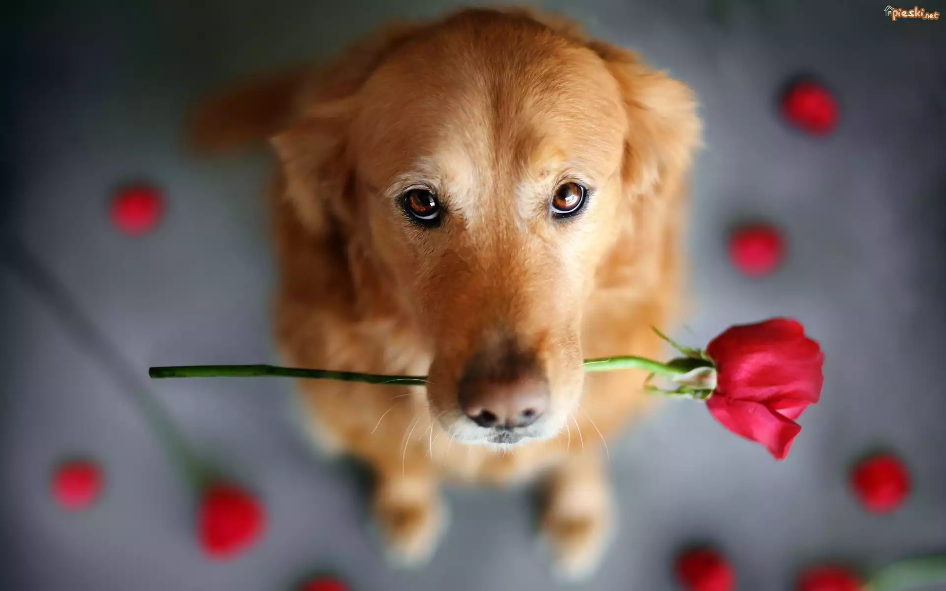 Pies, Róża, Płatki, Proszące, Oczy