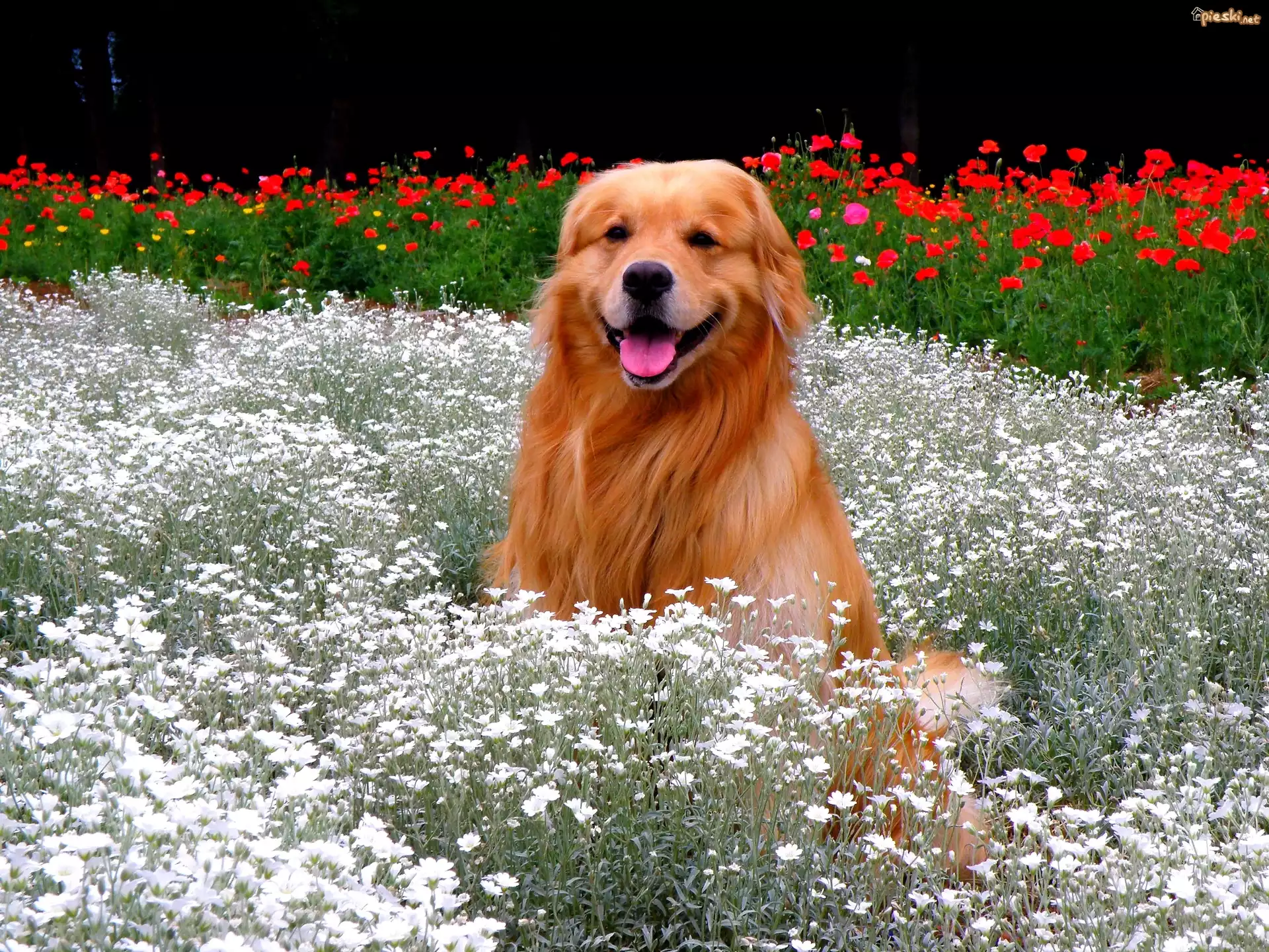 Pies, Golden, Retriever, Kwiatki