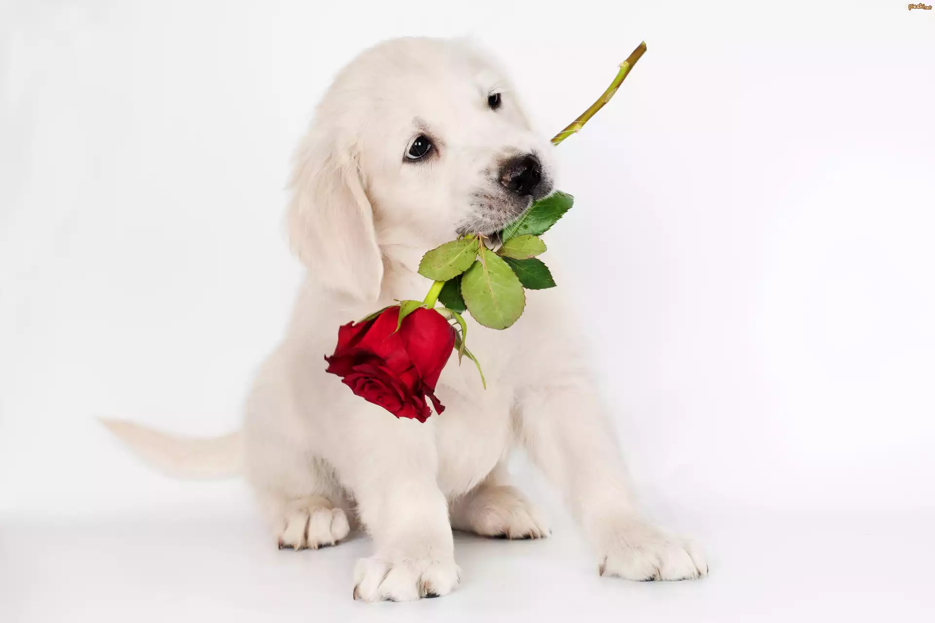Pies, Szczeniak, Biały, Słodki, Róża