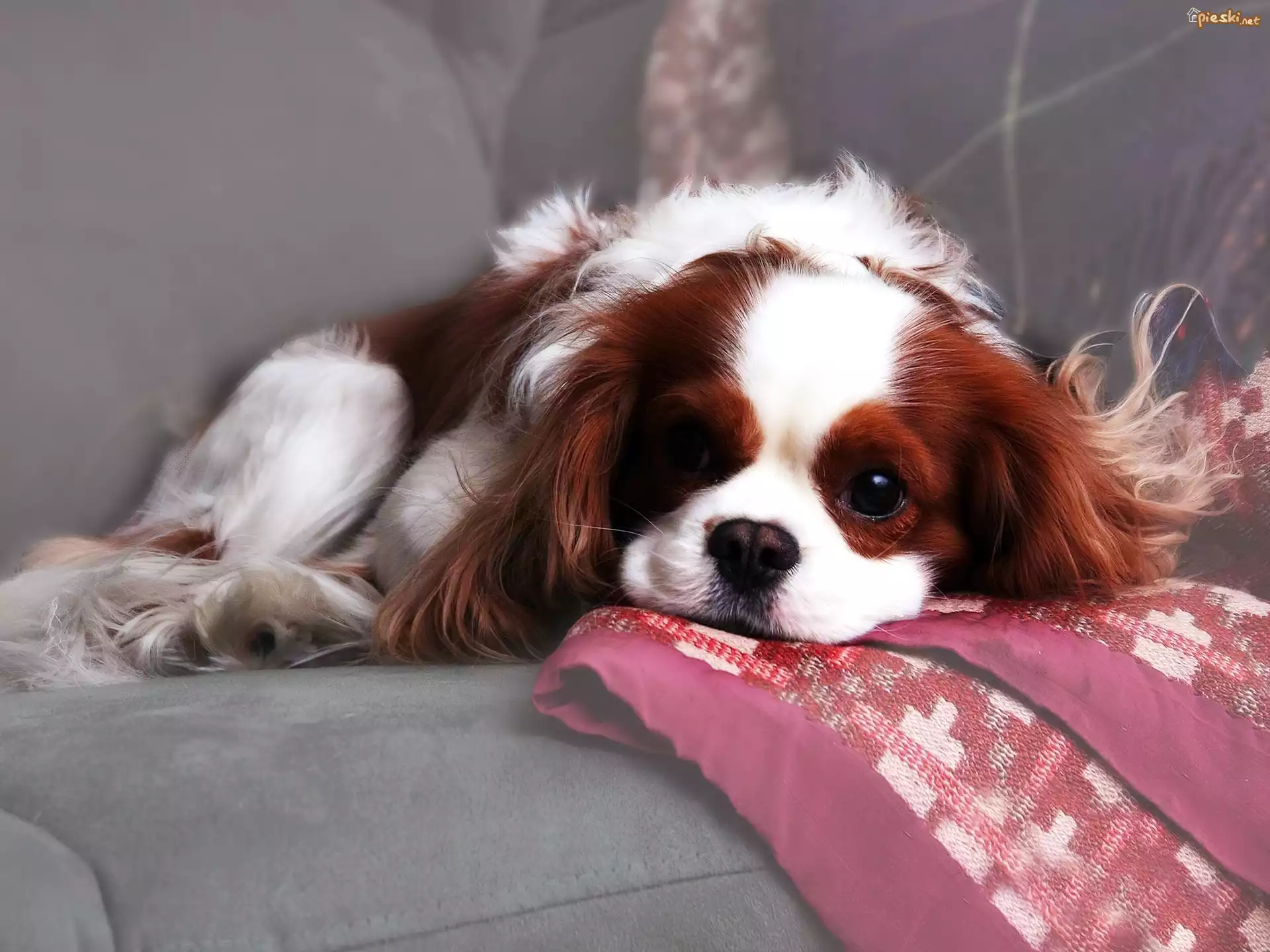 Pies Pies Spaniel