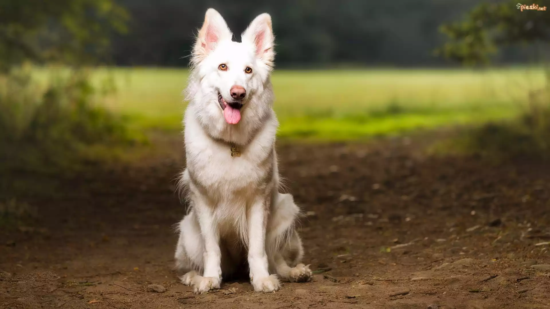 Pies, Biały owczarek szwajcarski, Ścieżka
