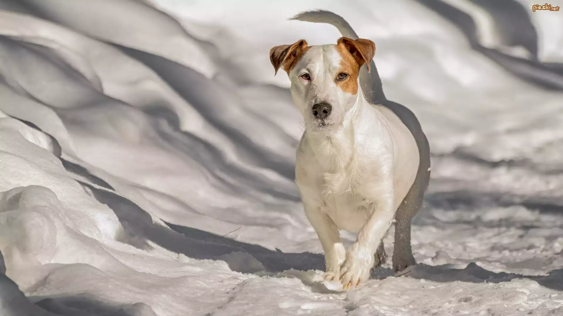 Pies, Jack Russell terrier, Śnieg