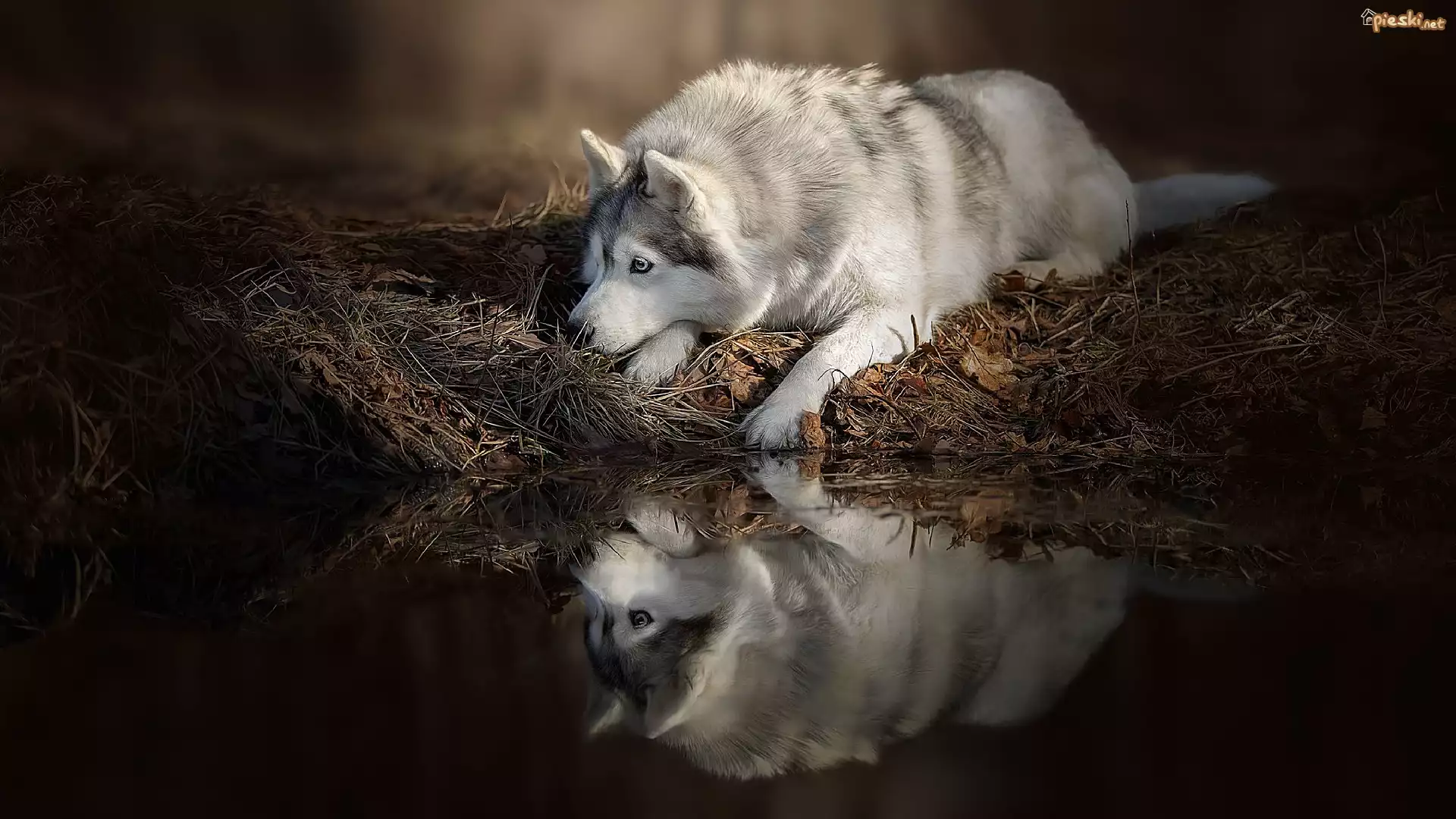 Pies, Leżący, Siberian husky, Woda, Odbicie