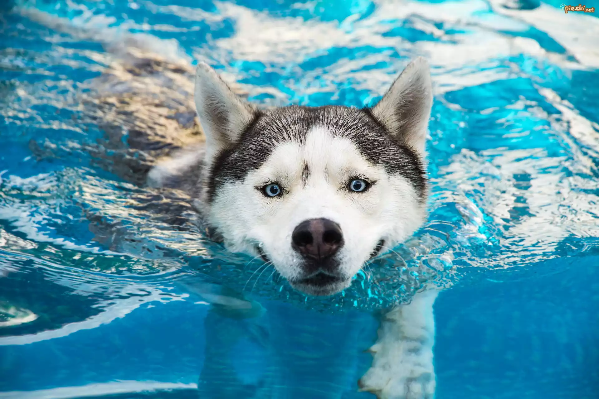 Płynący, Siberian husky, Woda