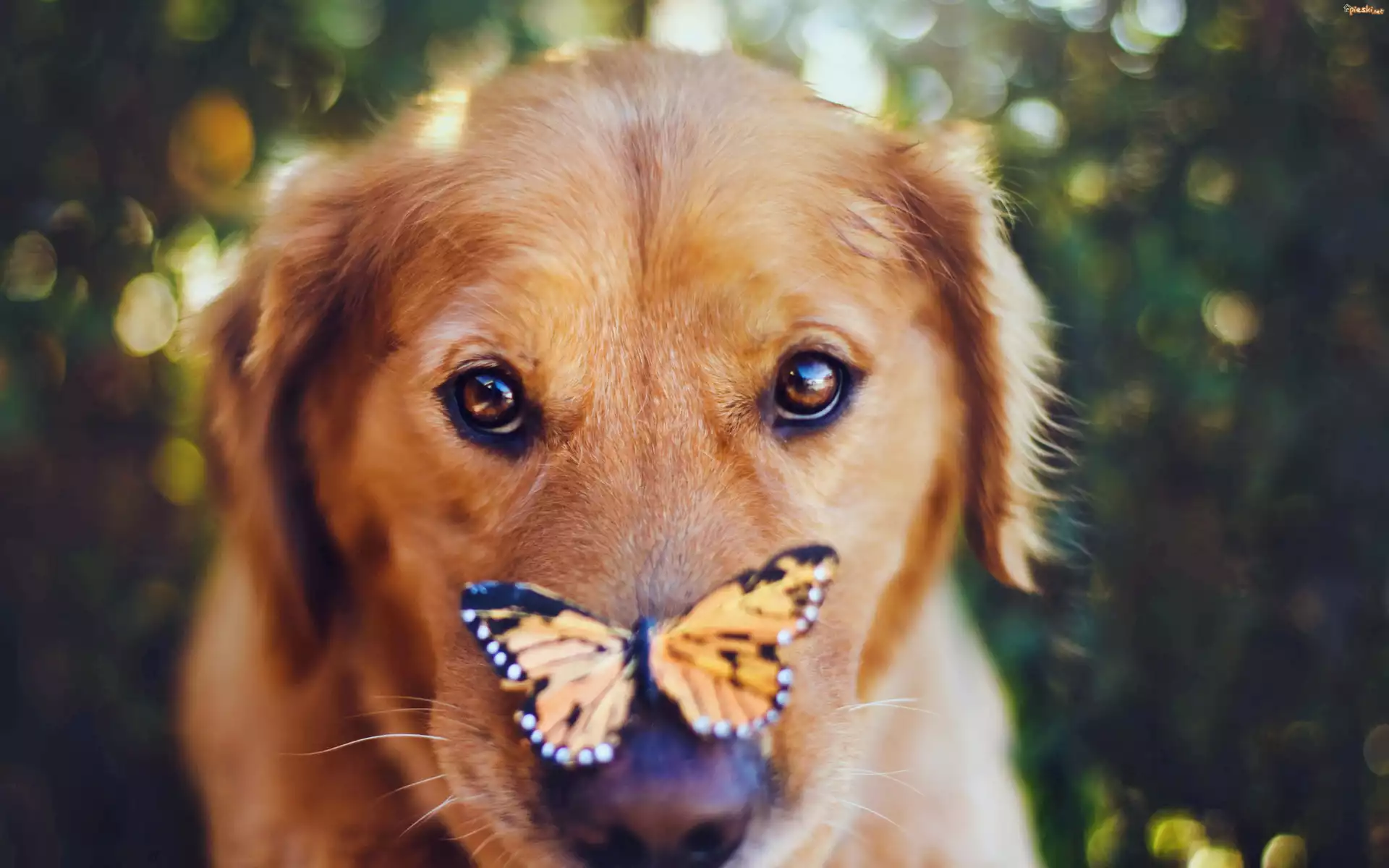 Mordka, Psa, Golden retriever, Motyl