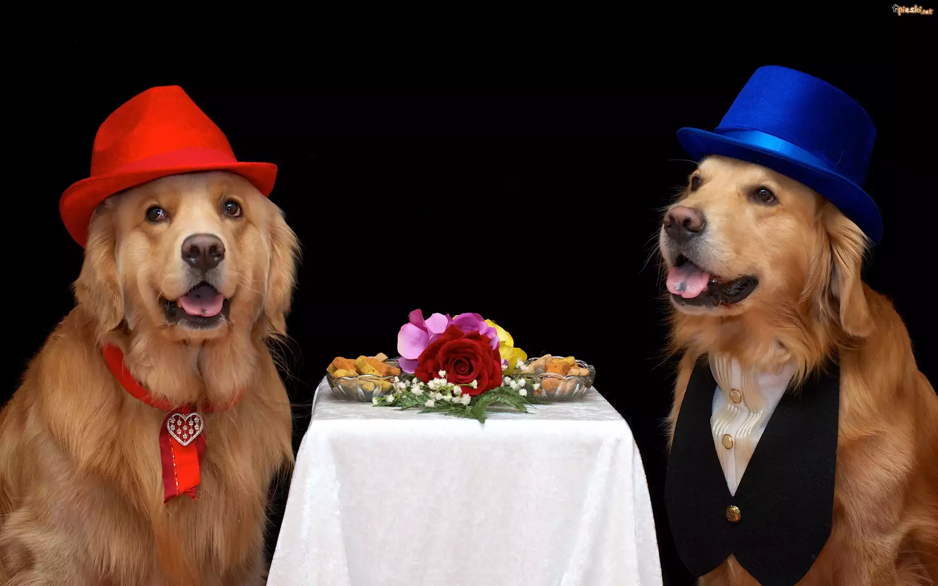 Dwa, Psy, Golden retriever, Kapelusze