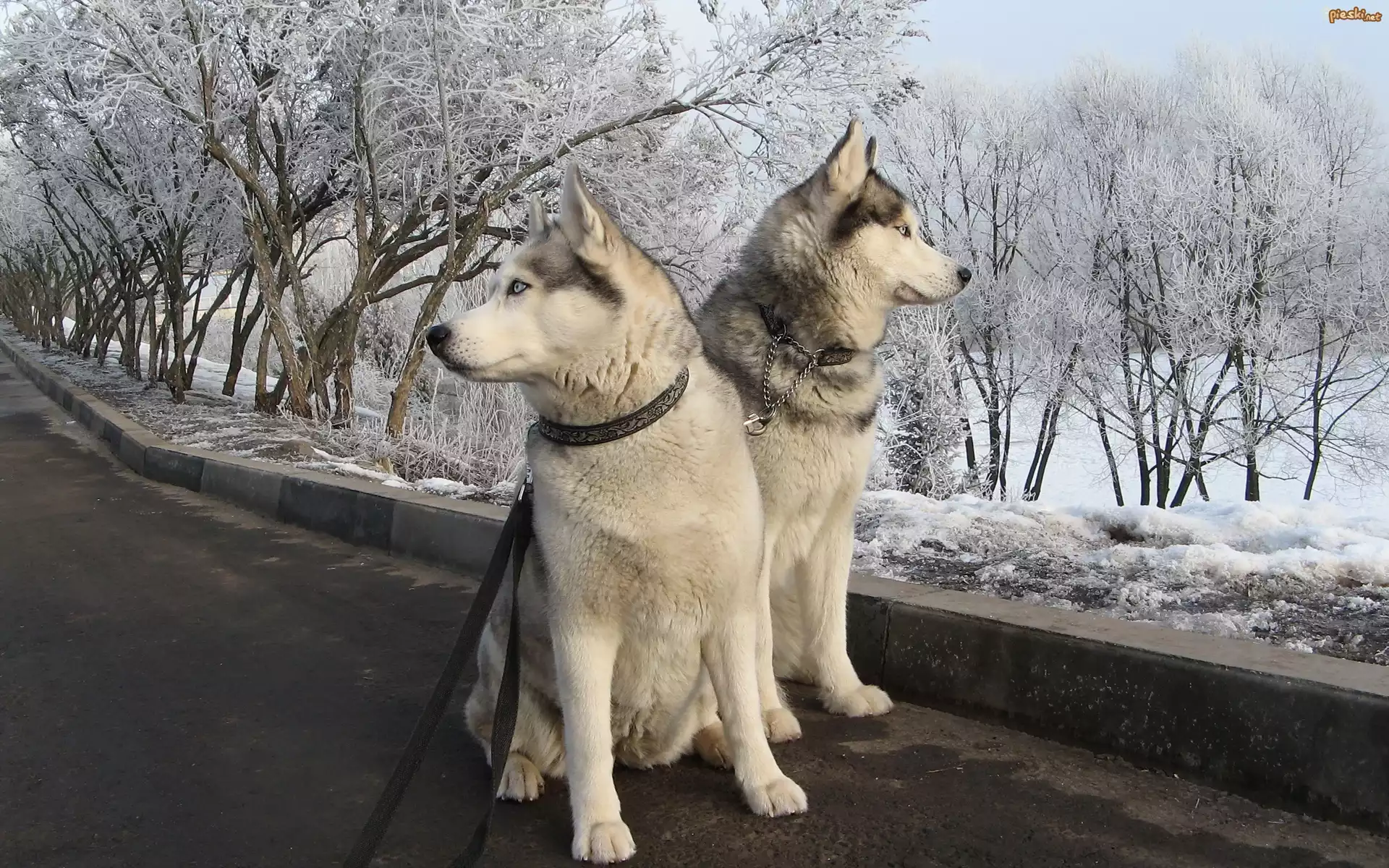 Psy, ¦nieg, Zima, Siberian Husky