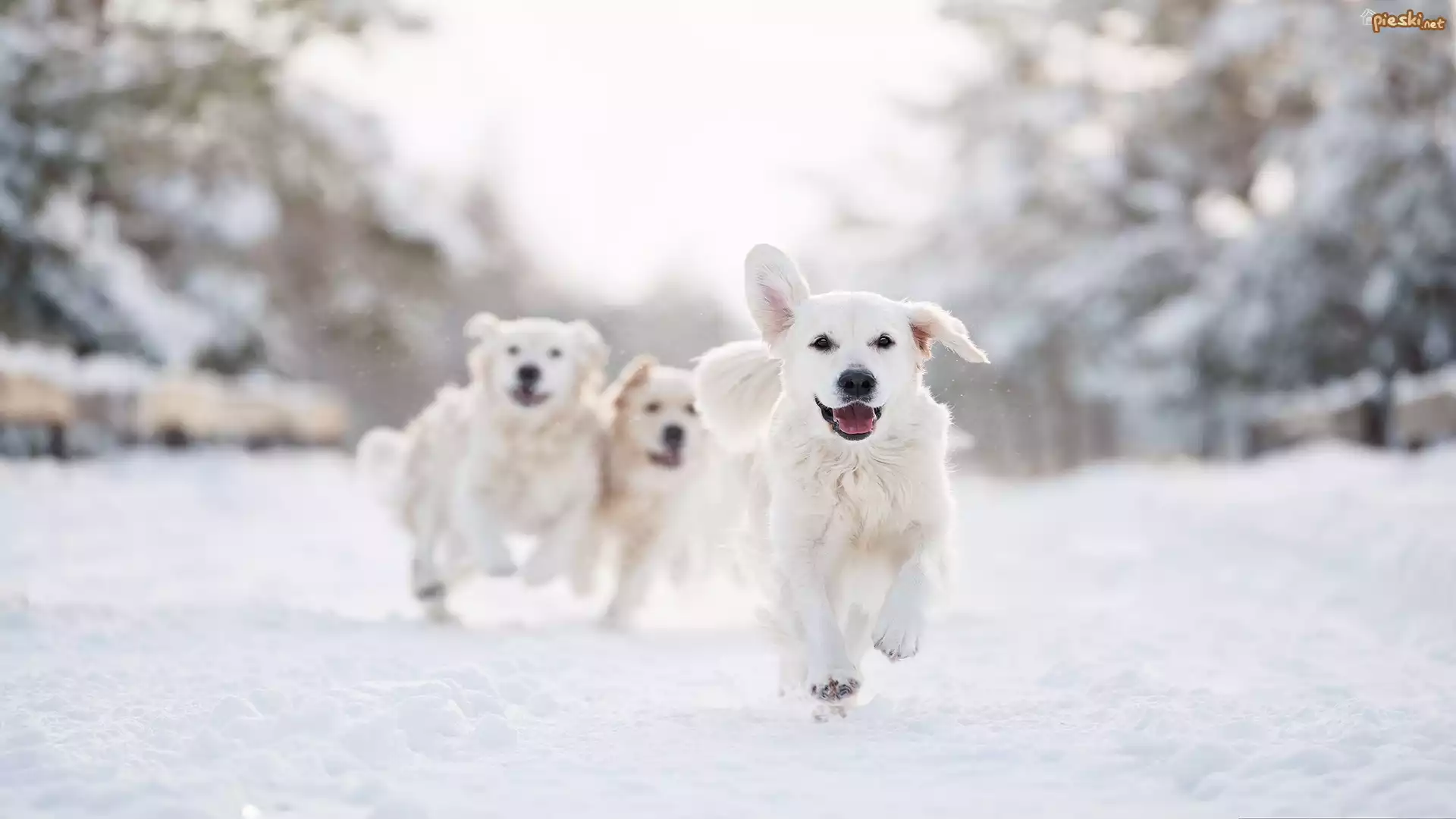 Trzy, Psy, Golden retriever, Zima, Śnieg, Bieg