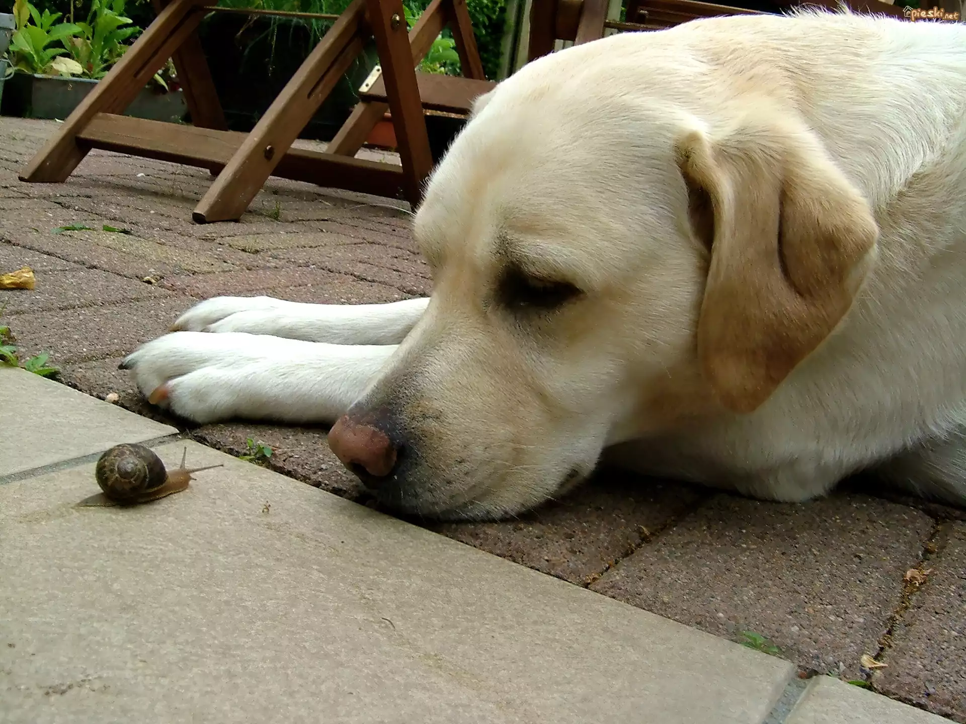 Labrador Retriever, Ślimak
