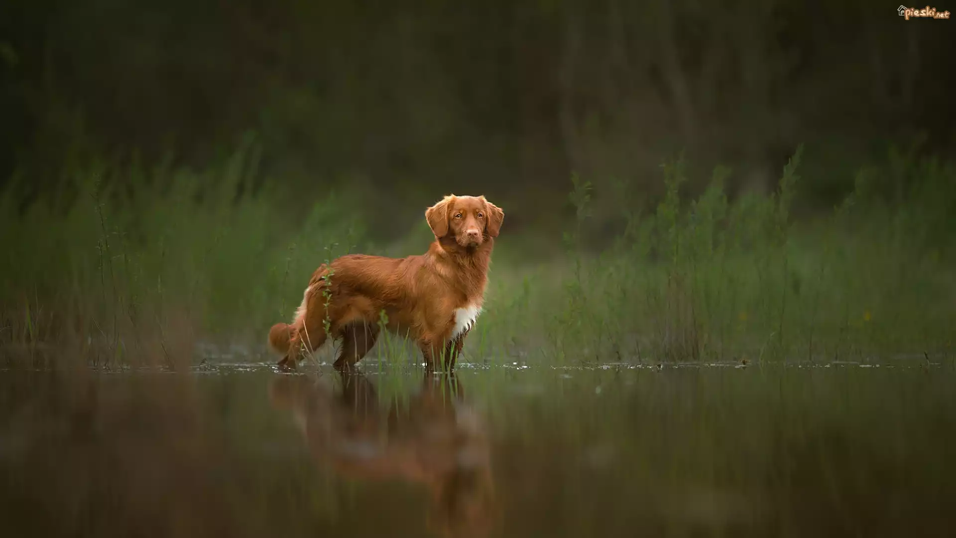 Pies, Retriever z Nowej Szkocji, Woda, Zarośla