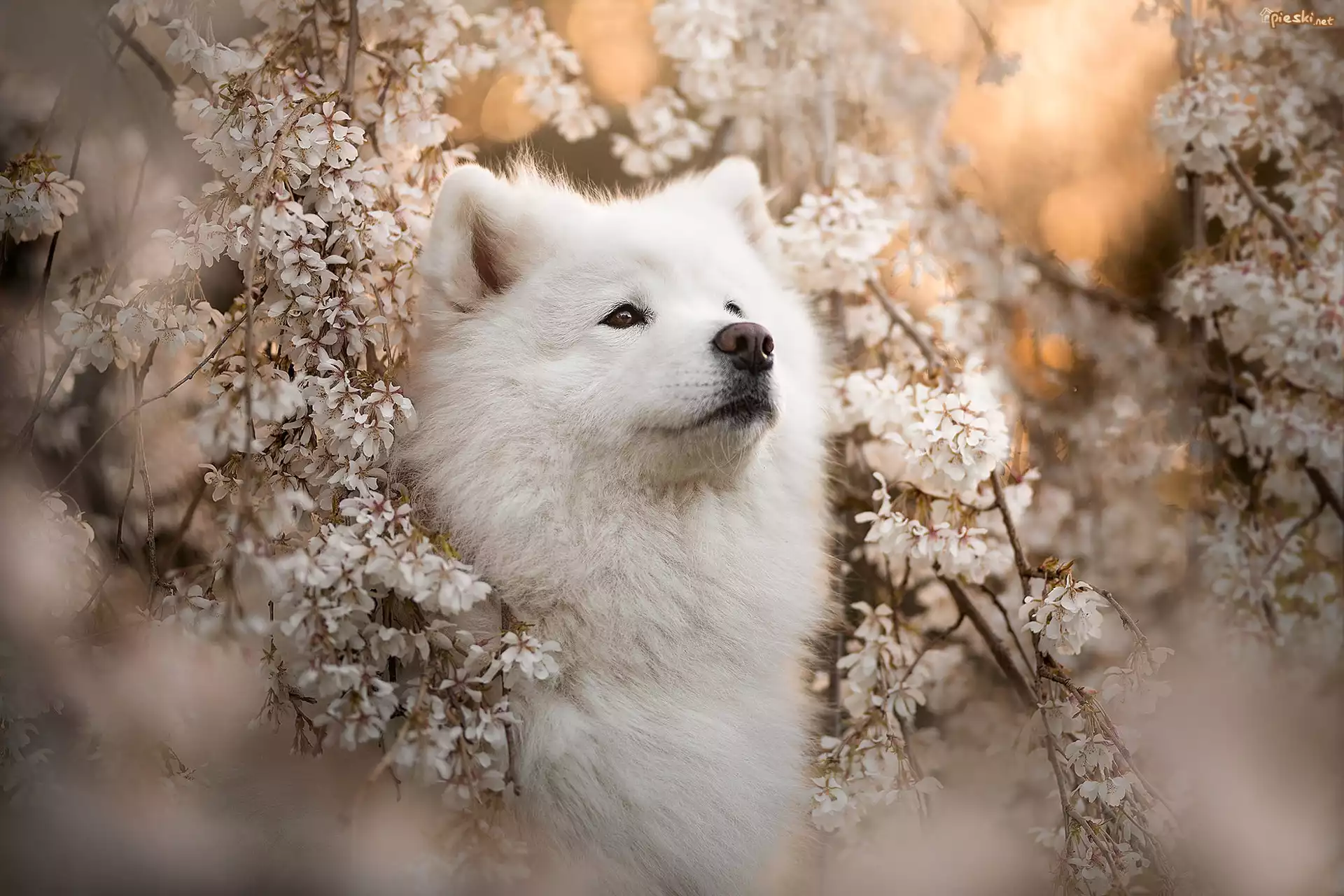 Pies, Samojed, Spojrzenie, Kwiaty, Wiosna