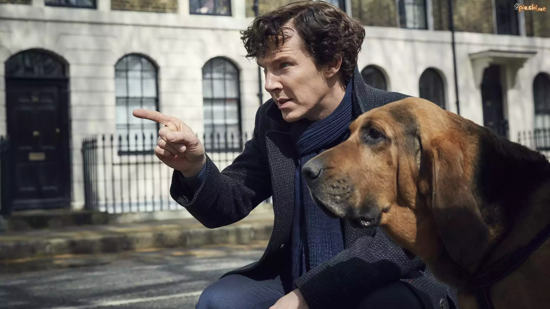 Serial, Sherlock, Benedict Cumberbatch, Pies, Bloodhound