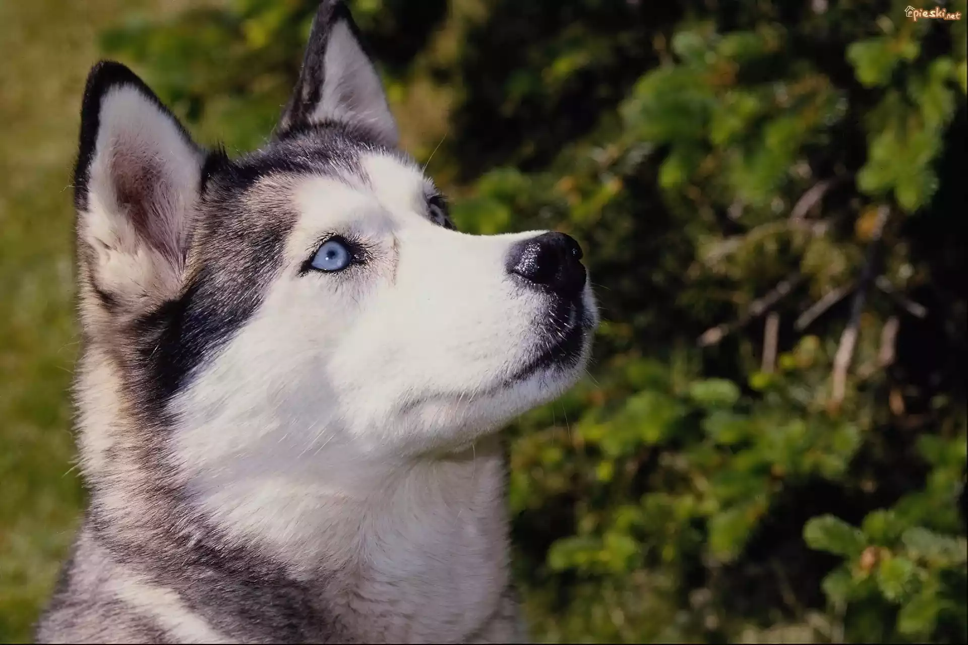 Siberian, Husky, Niebieskie, Oczy