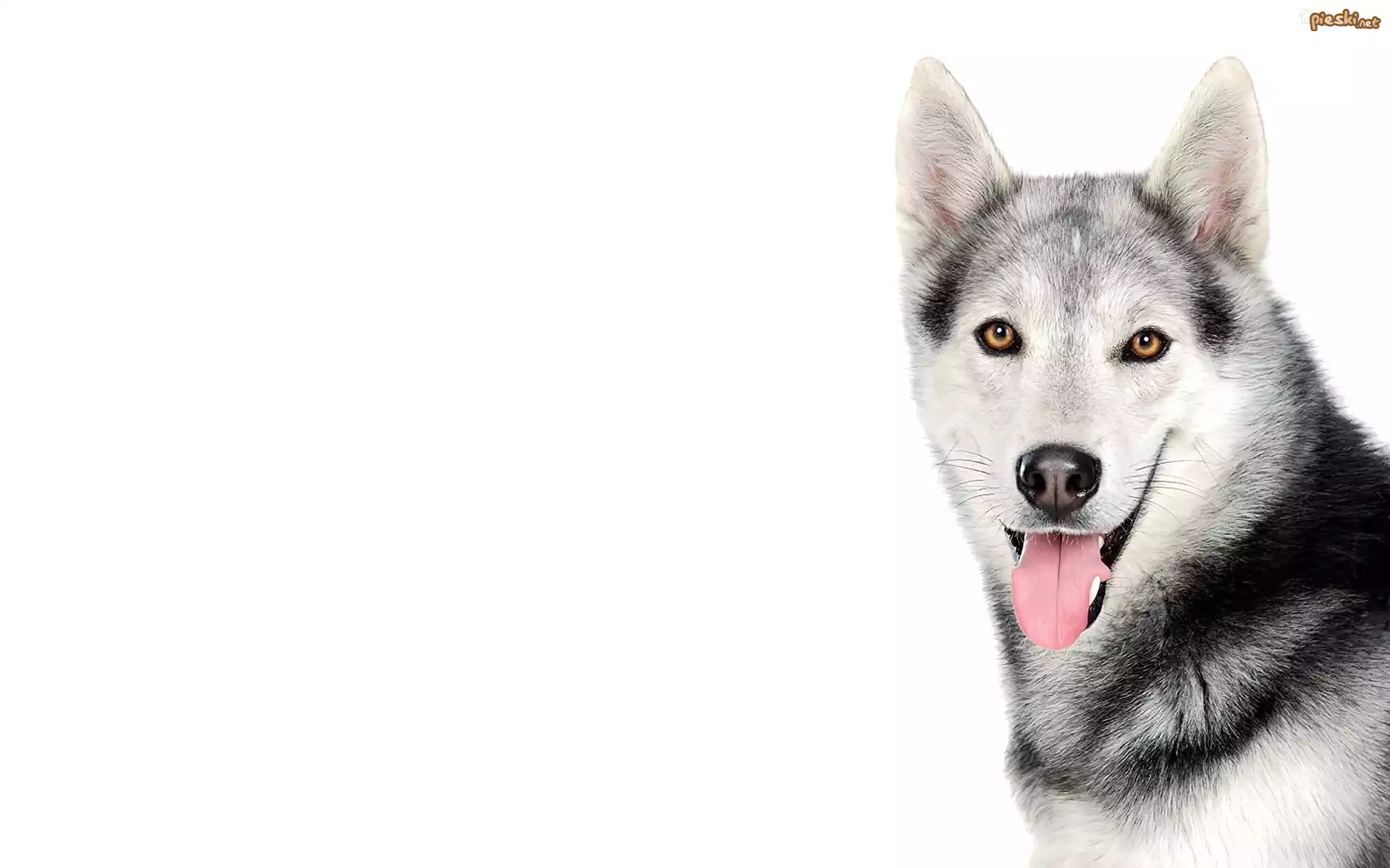 Pies, Siberian Husky
