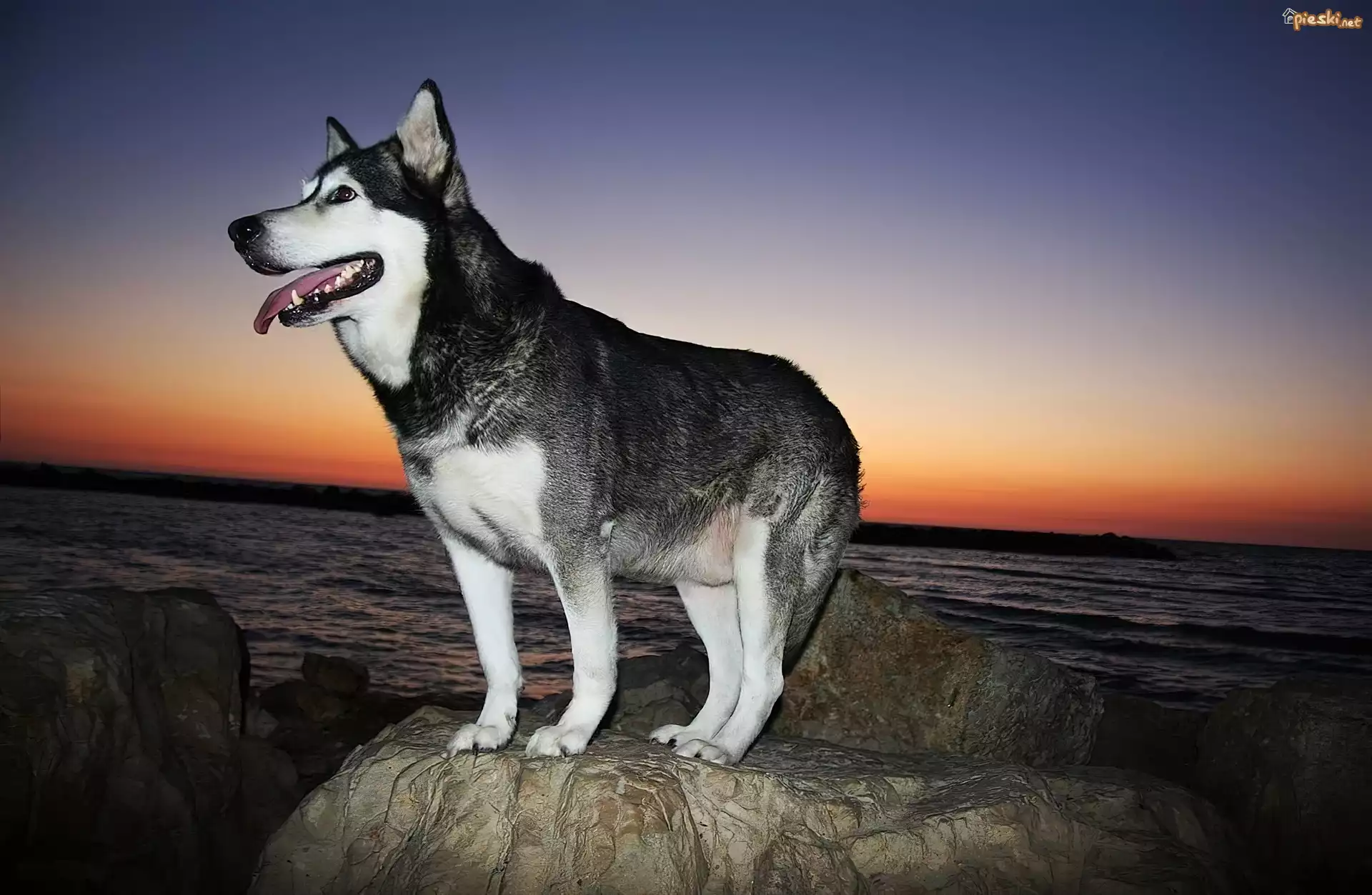 Siberian Husky, Skała, Morze, Zachód Słońca