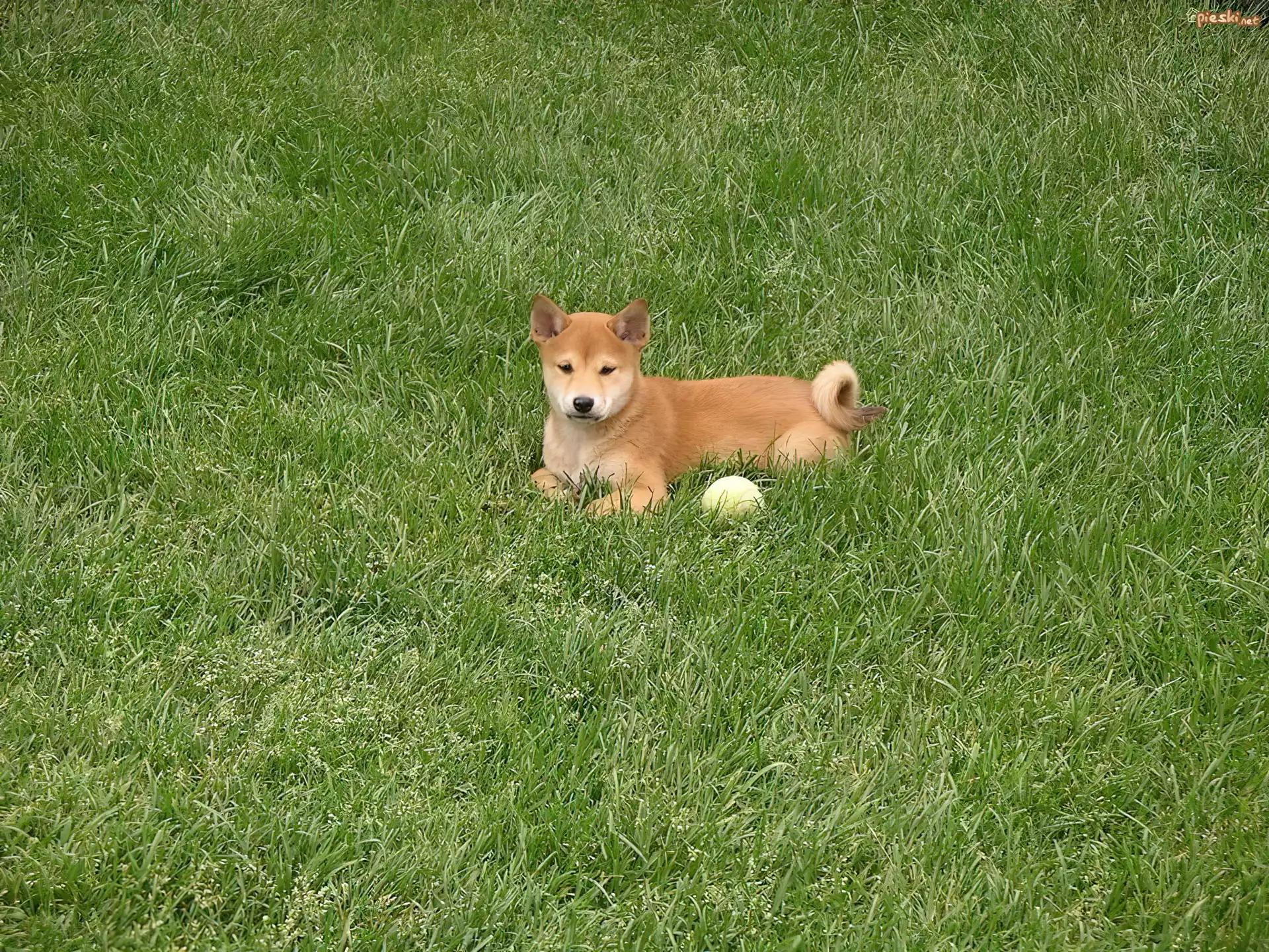słodki, mały, Shiba inu, piłeczka