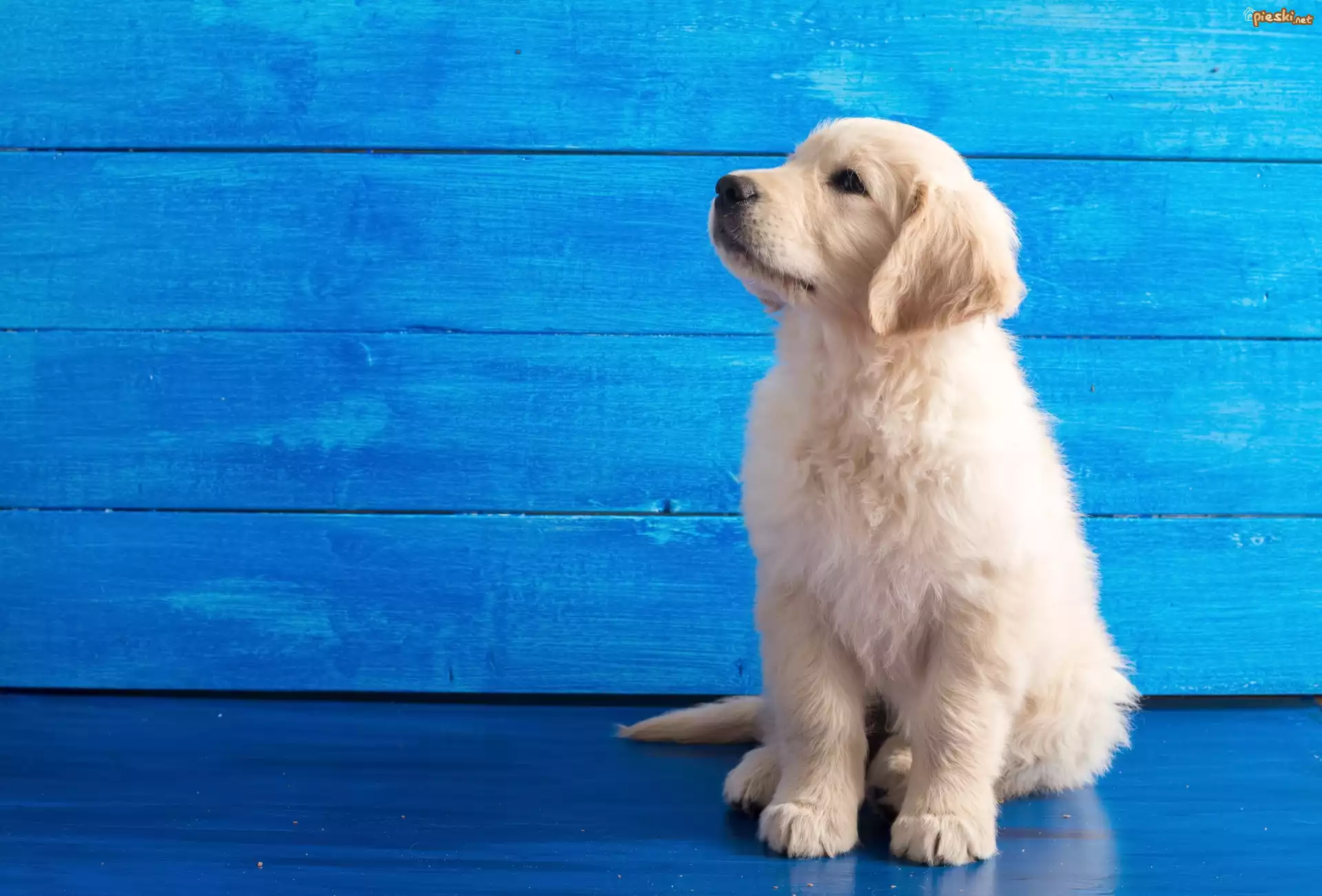 Pies Słodki Szczeniaczek Golden Retriever Niebieskie Tło