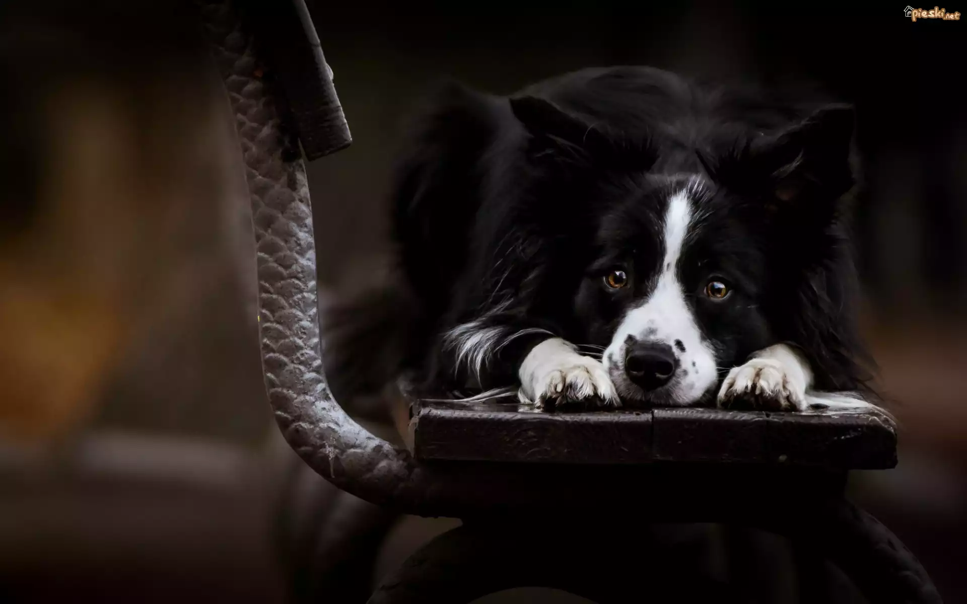 Smutny, Border, Collie, Ławka
