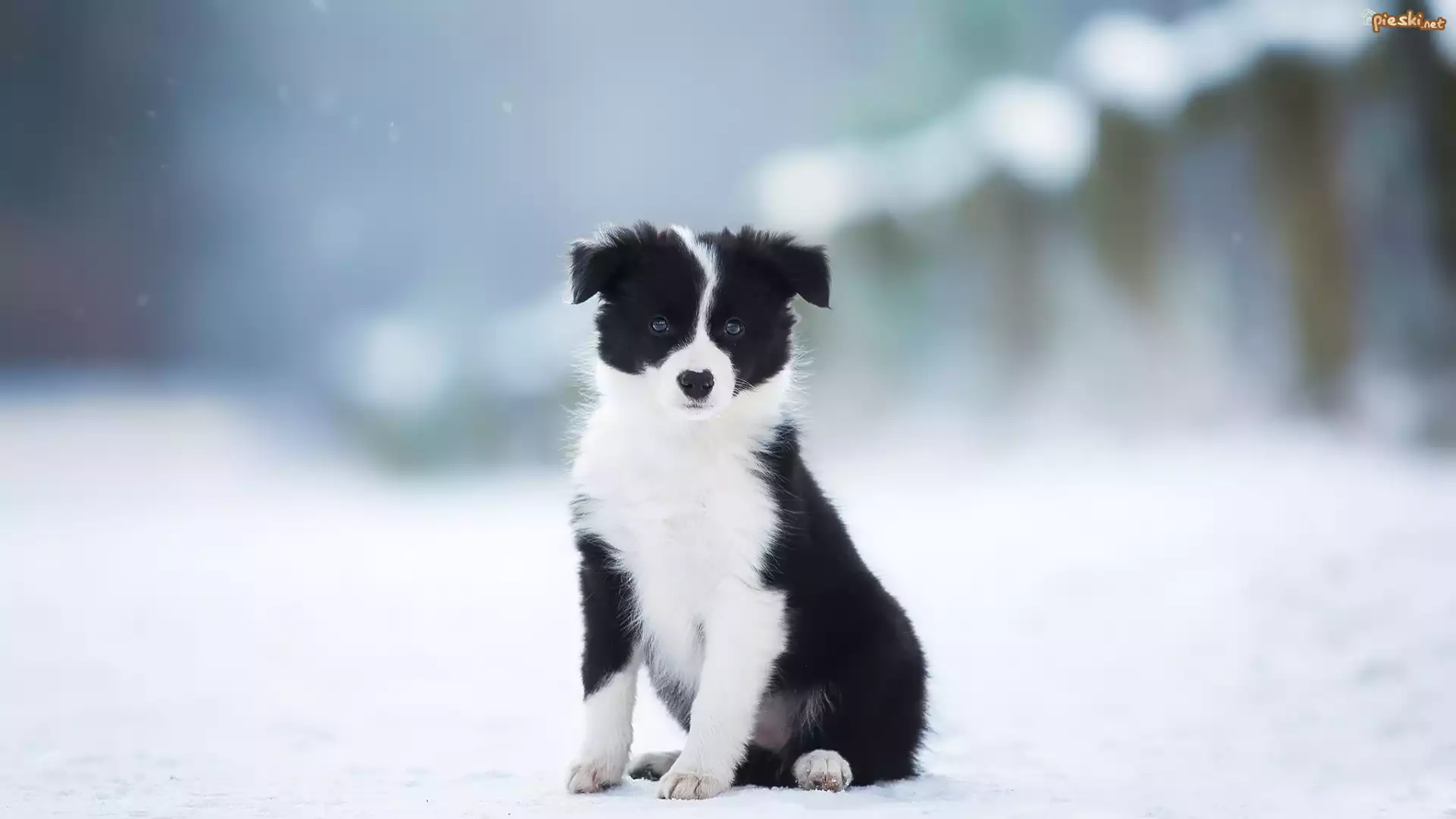 Pies, Szczeniak, Czarno-biały, Border collie, Zima