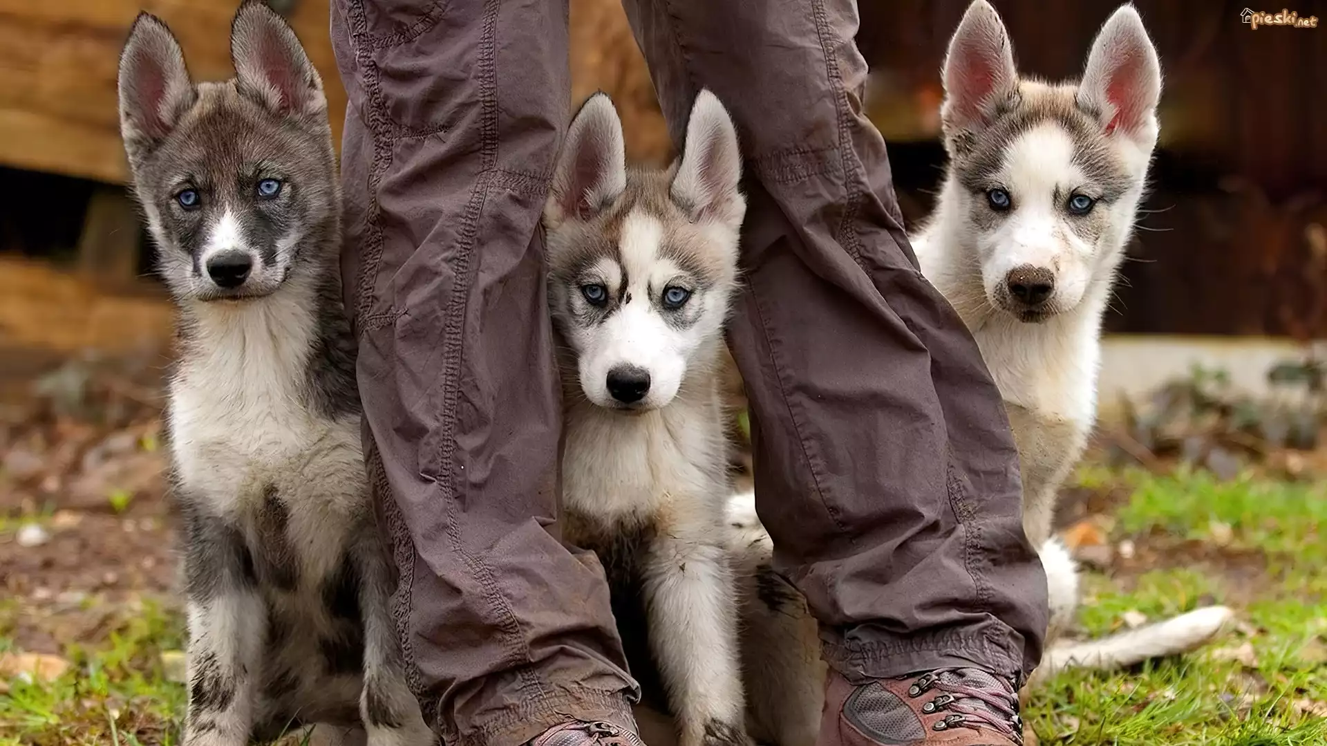 Szczeniaki, Trzy, Husky, Nogi