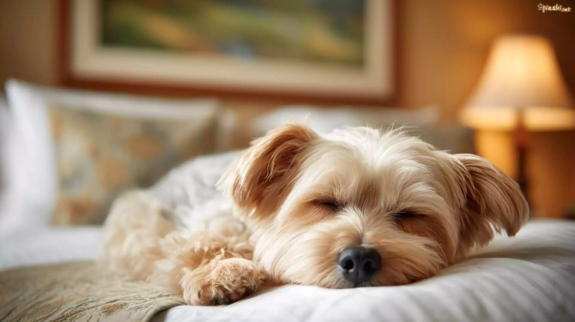 Pies, Śpiący, Yorkshire terrier
