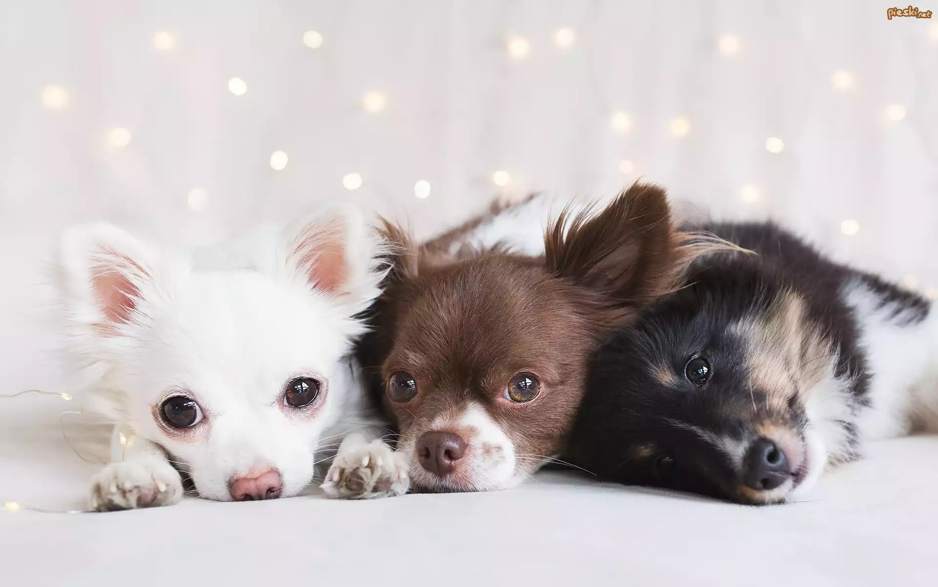 Psy, Trzy, Chihuahua