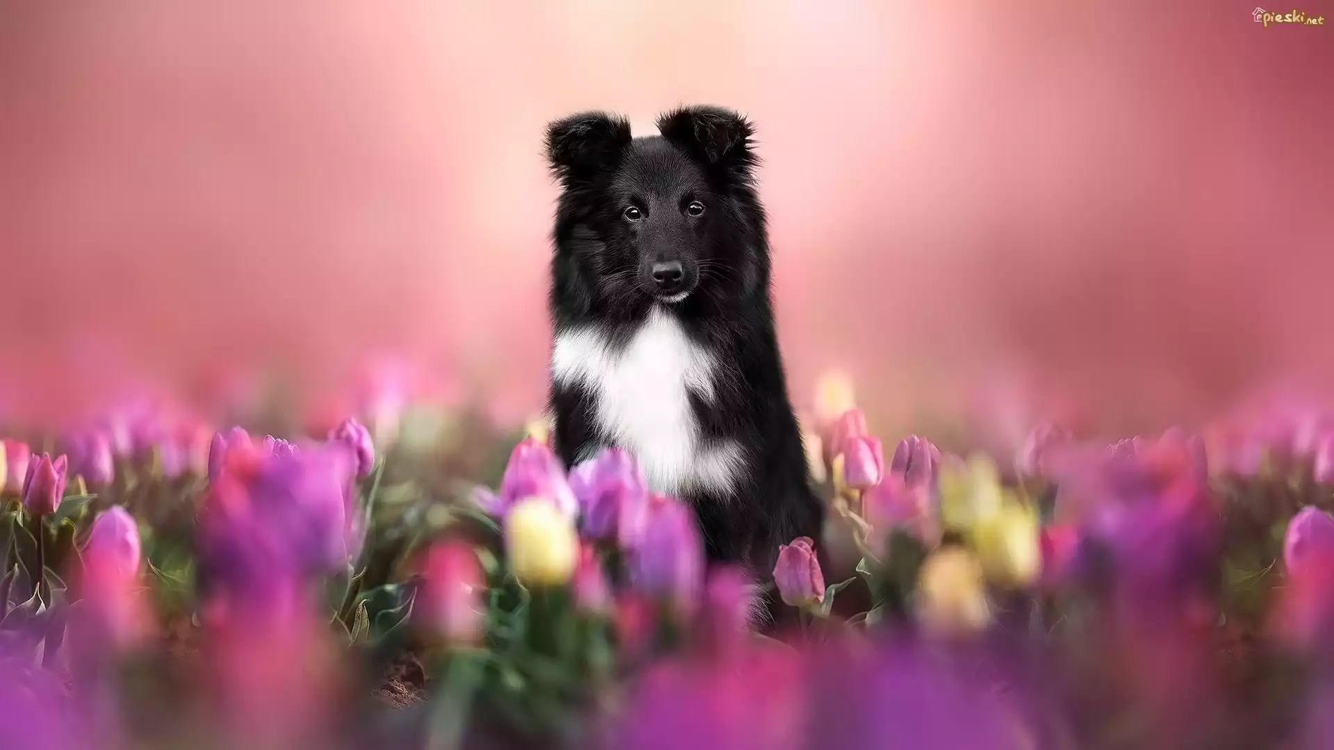 Pies, Owczarek szetlandzki, Tulipany