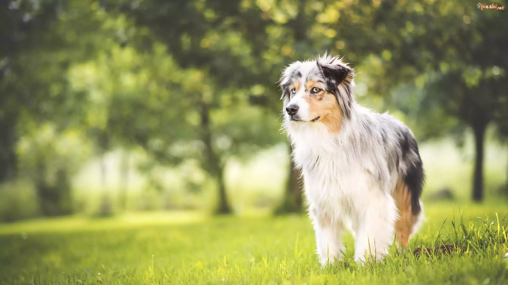 Wiosna, Owczarek australijski, Australian shepherd