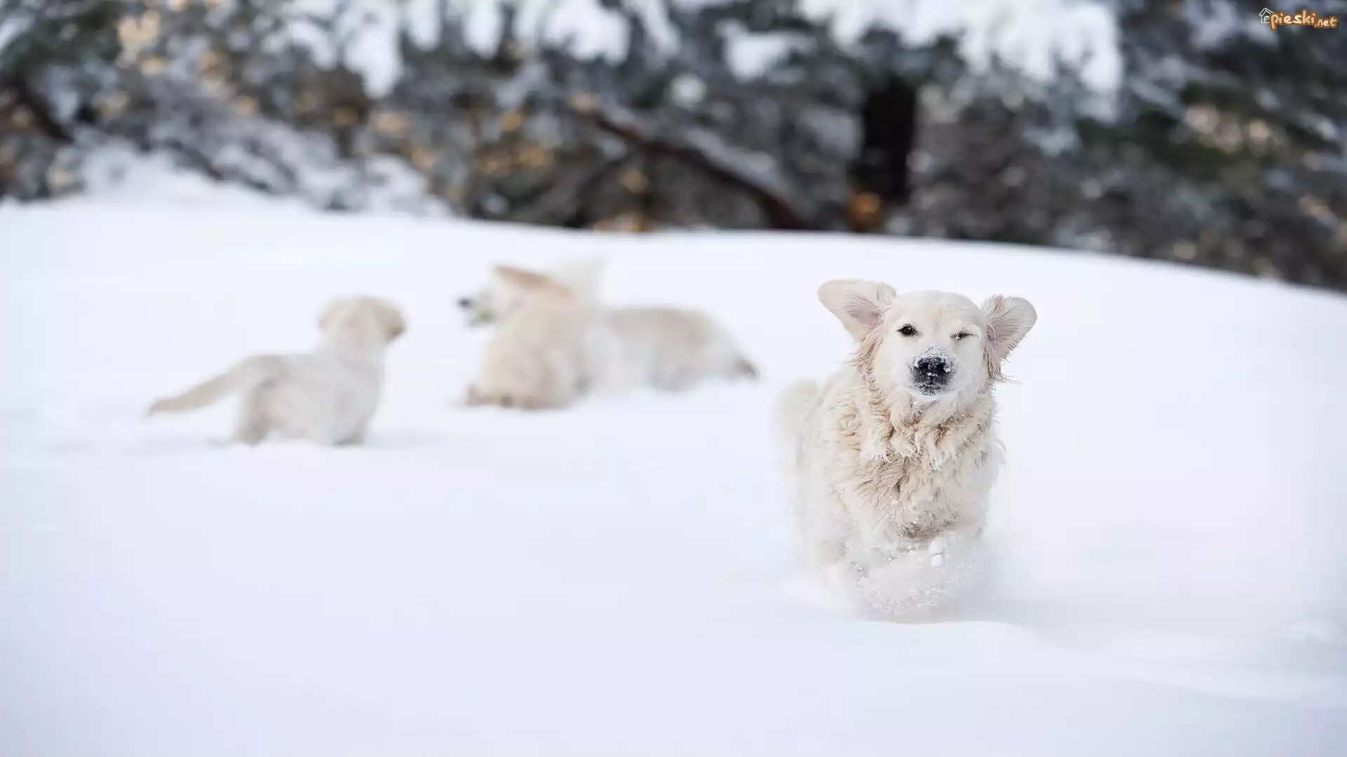 Pies, Golden retriever, Zabawa, Zima, Śnieg
