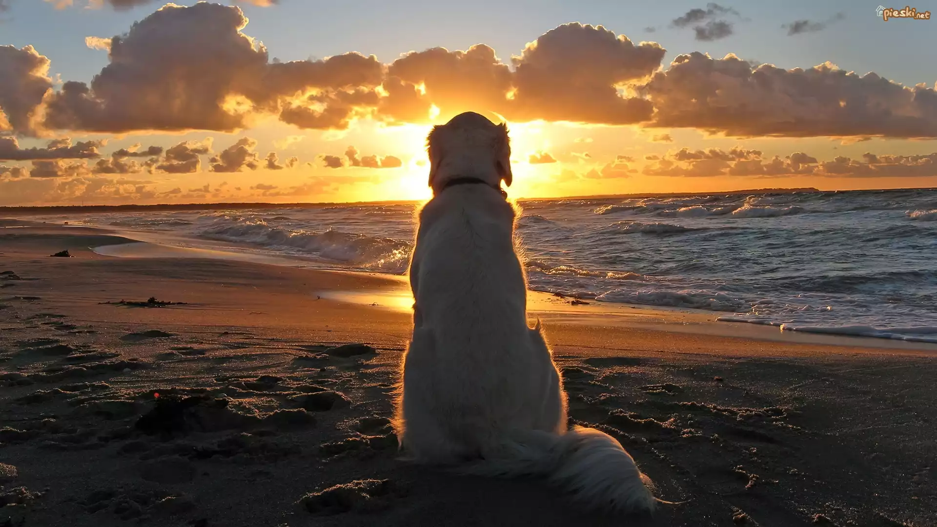 Pies, Zachód, Słońca