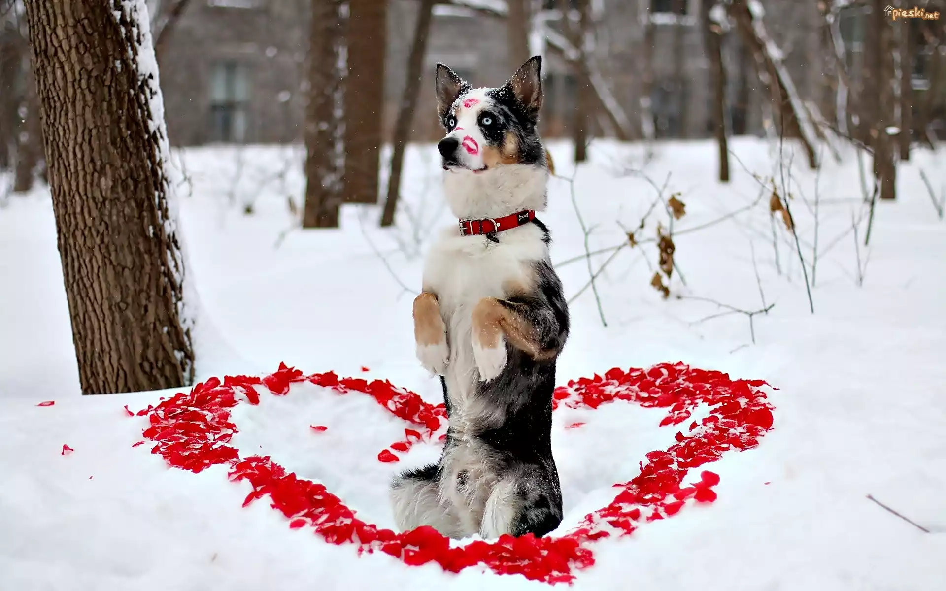 Serce, Miłość, Walentynki, Pies, Owczarek australijski-australian shepherd
