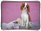 Cavalier king Charles spaniel, Kwiatki