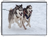 Psy, Alaskan malamute, Siberian husky, Zaprzęg, Bieg, Śnieg