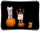 Psy, Chihuahua, Dynie, Lampion, Halloween
