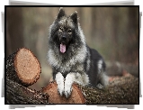 Pies, Szpic eurasier, Kłody, Drewno