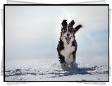 Berneński pies pasterski, Bieg, Zima, Śnieg
