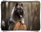 Szpic eurasier, Pień