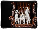 Trzy, Psy, Jack Russell terrier, Fotel