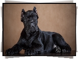 Czarny, Pies, Szczeniak, Cane Corso