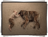 Chłopiec, Pies, Leonberger, Plaża